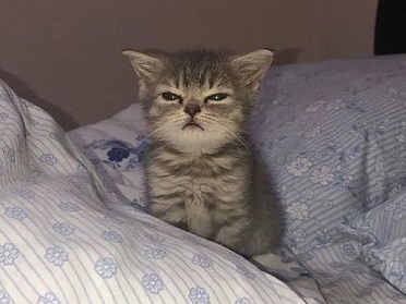 자다 깬 고양이인데, 로딩이 안되는걸 보니 아쉽네요.